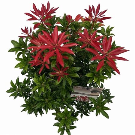 Pieris jap. 'Mountain Fire' 25-30 cm cont. 3,0L - afbeelding 4