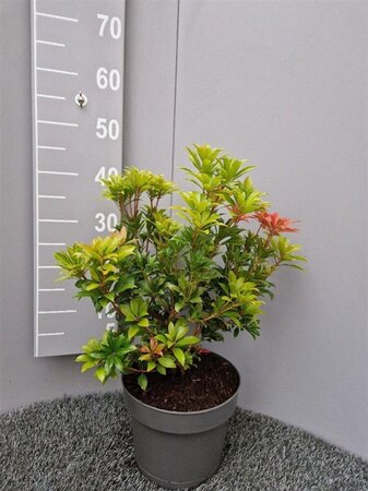 Pieris jap. 'Mountain Fire' 30-40 cm cont. 5,0L