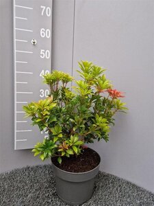 Pieris jap. 'Mountain Fire' 30-40 cm cont. 5,0L
