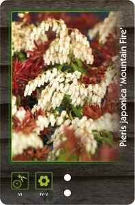 Pieris jap. 'Mountain Fire' 30-40 cm cont. 5,0L