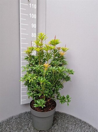 Pieris jap. 'Mountain Fire' 40-50 cm cont. 10L - afbeelding 1
