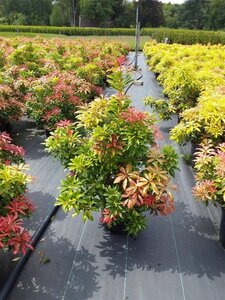 Pieris jap. 'Mountain Fire' 40-50 cm cont. 10L - afbeelding 2
