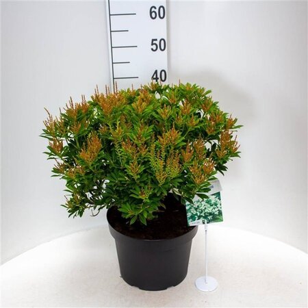 Pieris jap. 'Purity' 40-50 cm cont. 10L