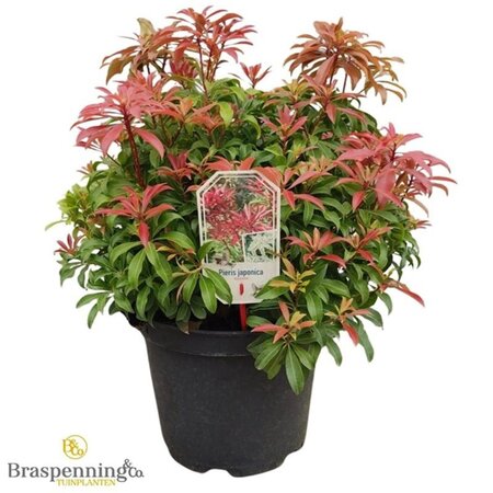 Pieris jap. 'Red Mill' 40-50 cm cont. 10L