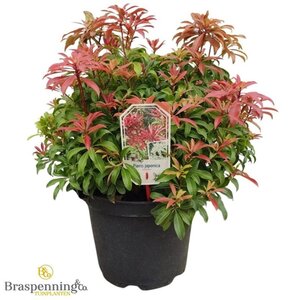 Pieris jap. 'Red Mill' 40-50 cm cont. 10L