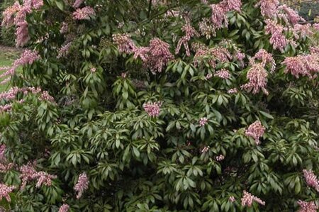 Pieris jap. 'Rosalinda' 25-30 cm cont. 3,0L - afbeelding 2