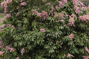 Pieris jap. 'Rosalinda' 25-30 cm cont. 3,0L - afbeelding 2