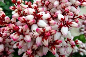 Pieris jap. 'Rosalinda' 25-30 cm cont. 3,0L - afbeelding 3