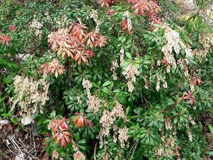 Pieris jap. 'Select' 25-30 cm cont. 3,0L - afbeelding 2