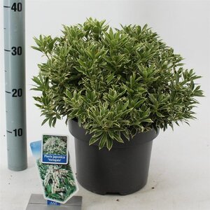 Pieris jap. 'Variegata' 30-40 cm cont. 5,0L