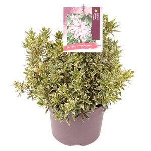Pieris jap. 'Variegata' 30-40 cm cont. 5,0L - afbeelding 1
