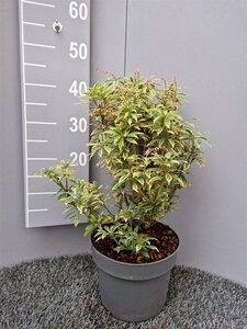 Pieris jap. 'Variegata' 30-40 cm cont. 5,0L - afbeelding 2