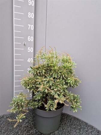 Pieris jap. 'Variegata' 40-50 cm cont. 10L - afbeelding 3