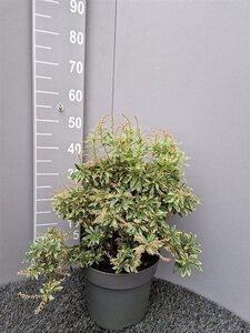 Pieris jap. 'Variegata' 40-50 cm cont. 10L - afbeelding 3