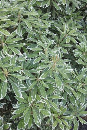 Pieris jap. 'Variegata' 40-50 cm cont. 10L - afbeelding 1