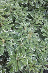 Pieris jap. 'Variegata' 40-50 cm cont. 10L