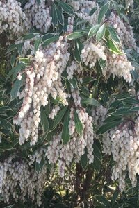 Pieris jap. 'Variegata' 40-50 cm cont. 10L - afbeelding 2