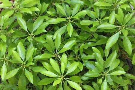 Pieris jap. 'Valley Rose' 25-30 cm cont. 3,0L - afbeelding 1