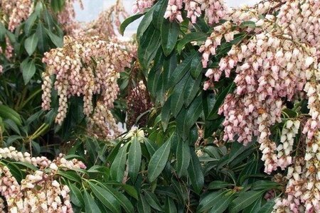 Pieris jap. 'Valley Rose' 25-30 cm cont. 3,0L - afbeelding 2