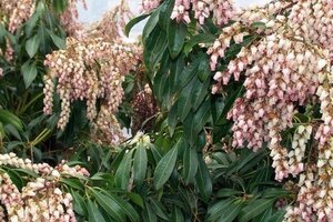 Pieris jap. 'Valley Rose' 25-30 cm cont. 3,0L - afbeelding 2