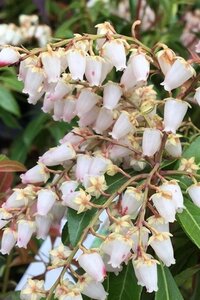 Pieris jap. 'Valley Rose' 25-30 cm cont. 3,0L - afbeelding 3