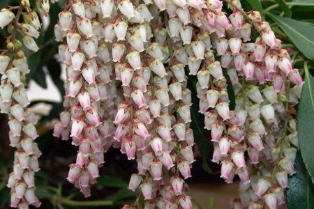 Pieris jap. 'Valley Rose' 25-30 cm cont. 3,0L - afbeelding 4
