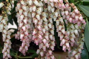 Pieris jap. 'Valley Rose' 25-30 cm cont. 3,0L - afbeelding 4