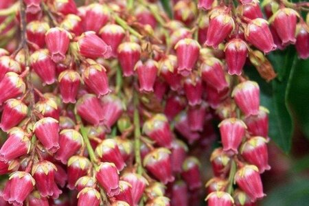 Pieris jap. 'Valley Valentine' 25-30 cm cont. 3,0L - afbeelding 1