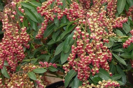 Pieris jap. 'Valley Valentine' 25-30 cm cont. 3,0L - afbeelding 2
