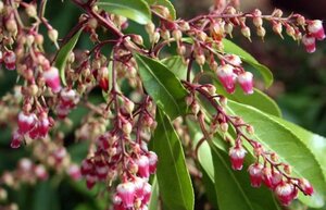 Pieris jap. 'Valley Valentine' 25-30 cm cont. 3,0L - afbeelding 3