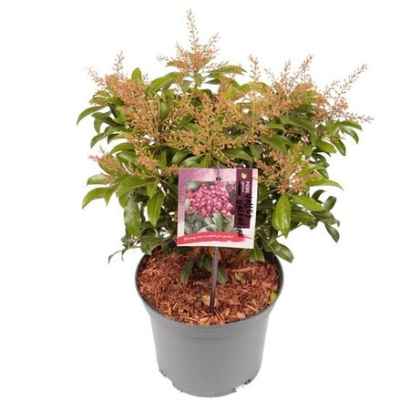 Pieris jap. 'Valley Valentine' 25-30 cm cont. 3,0L - afbeelding 4