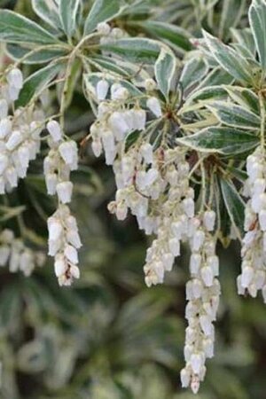 Pieris jap. 'White Rim' 20-25 cm cont. 3,0L