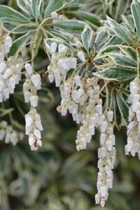 Pieris jap. 'White Rim' 25-30 cm cont. 3,0L