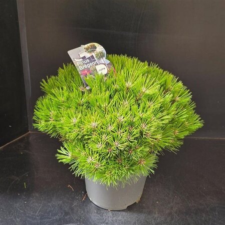 Pinus 'Marie Bregeon' 40-50 cm cont. 10L - afbeelding 1