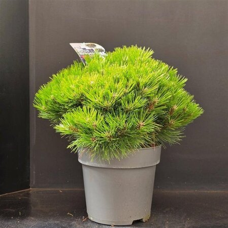 Pinus 'Marie Bregeon' 40-50 cm cont. 10L - afbeelding 2