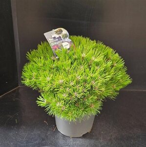 Pinus 'Marie Bregeon' 40-50 cm cont. 10L