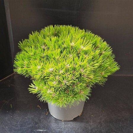 Pinus 'Marie Bregeon' 40-50 cm cont. 10L - image 3