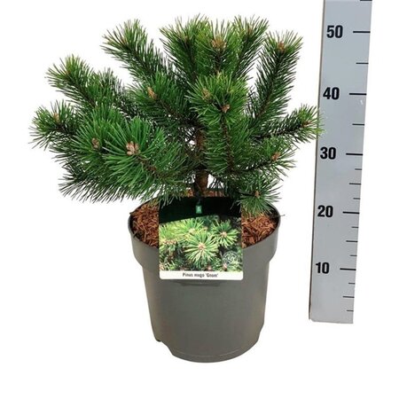 Pinus mugo 'Gnom' 25-30 cm cont. 7,5L - afbeelding 1