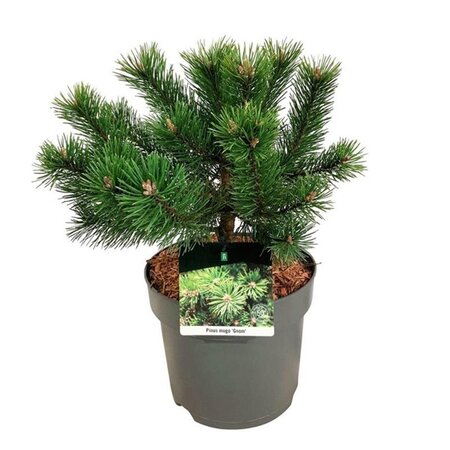 Pinus mugo 'Gnom' 25-30 cm cont. 7,5L - afbeelding 2