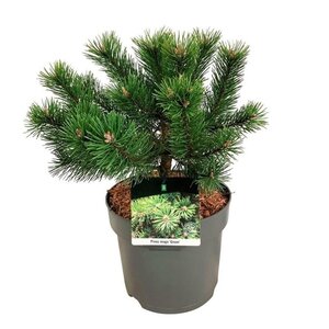 Pinus mugo 'Gnom' 25-30 cm cont. 7,5L - afbeelding 2