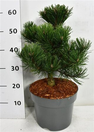 Pinus mugo 'Gnom' 30-40 cm cont. 7,5L - afbeelding 1