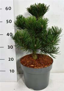 Pinus mugo 'Gnom' 30-40 cm cont. 7,5L - afbeelding 1