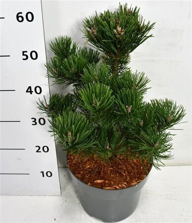 Pinus mugo 'Gnom' 30-40 cm cont. 7,5L - afbeelding 2