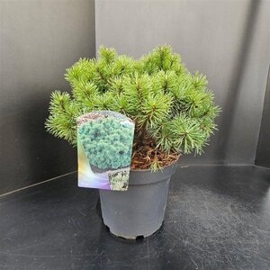 Pinus mugo 'Mops' 30-40 cm cont. 7,5L - afbeelding 2