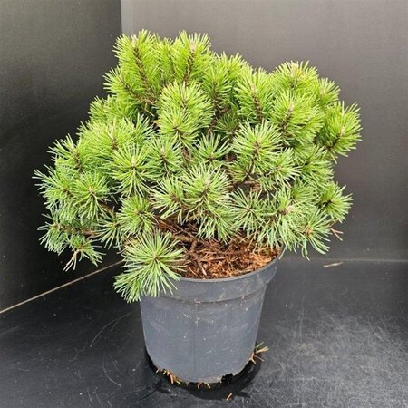 Pinus mugo 'Mops' 30-40 cm cont. 7,5L - image 1