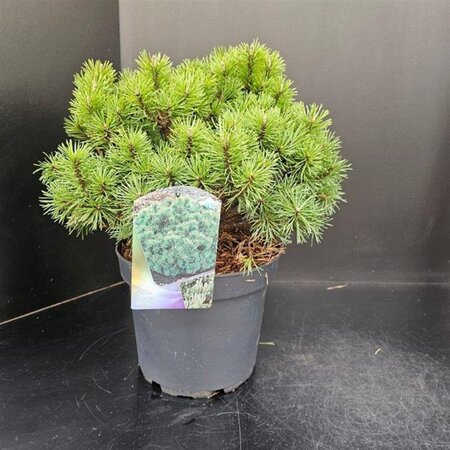 Pinus mugo 'Mops' 30-40 cm cont. 7,5L - image 3