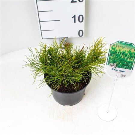 Pinus mugo mughus 20-25 cm cont. 2,0L