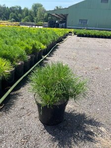 Pinus mugo mughus 30-40 cm cont. 5,0L - afbeelding 9