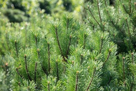 Pinus mugo mughus 30-40 cm cont. 5,0L - afbeelding 2