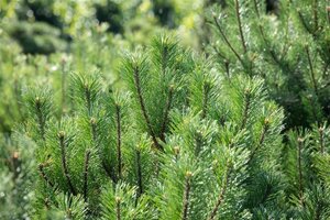 Pinus mugo mughus 30-40 cm cont. 5,0L - afbeelding 2